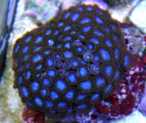 Mary Jane Zoas Tubbs Blue Zoas Nuclear Green Palys Jade Ring Zoas